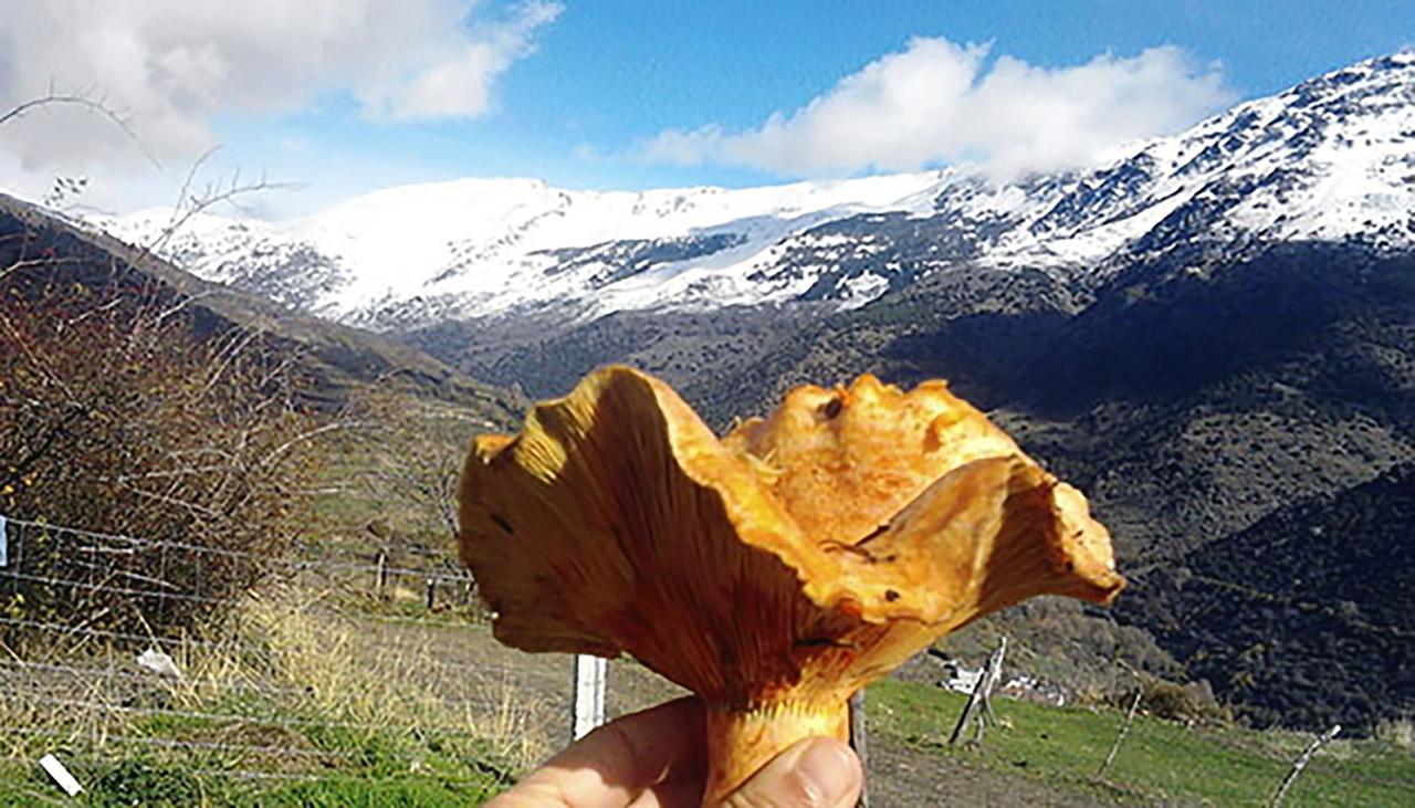 Bed and Breakfast Refugio Alpujarra Alta Тревелес Номер фото