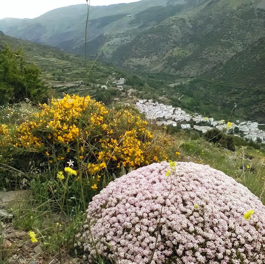 Bed and Breakfast Refugio Alpujarra Alta Тревелес Екстер'єр фото